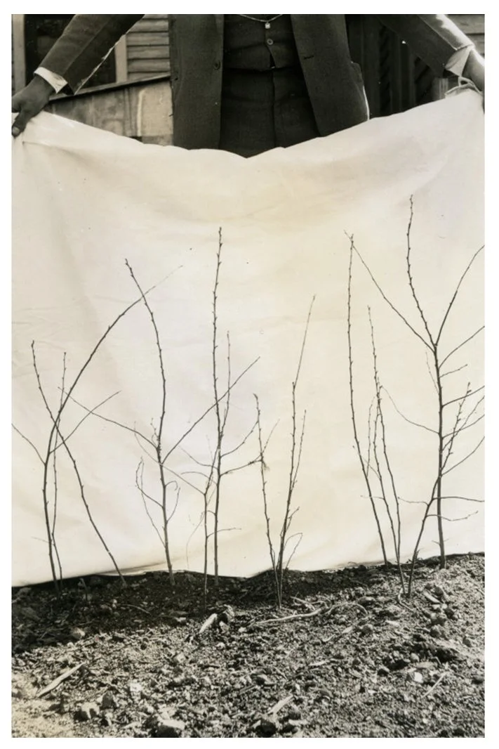 Documenting chestnut seedlings, Raleigh, NC.Spring 1928. Forest History Society