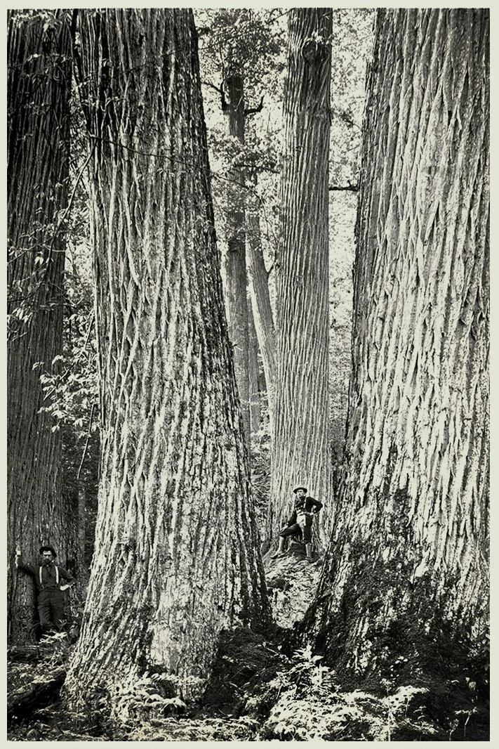 Photo taken in western North Carolina to illustrate the grand size of the American chestnut trees. Published in January 1910 American Lumberman. Forest History Society