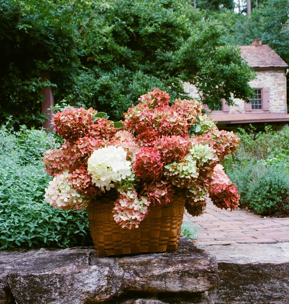 Hydrangeas - GARDENS.jpg