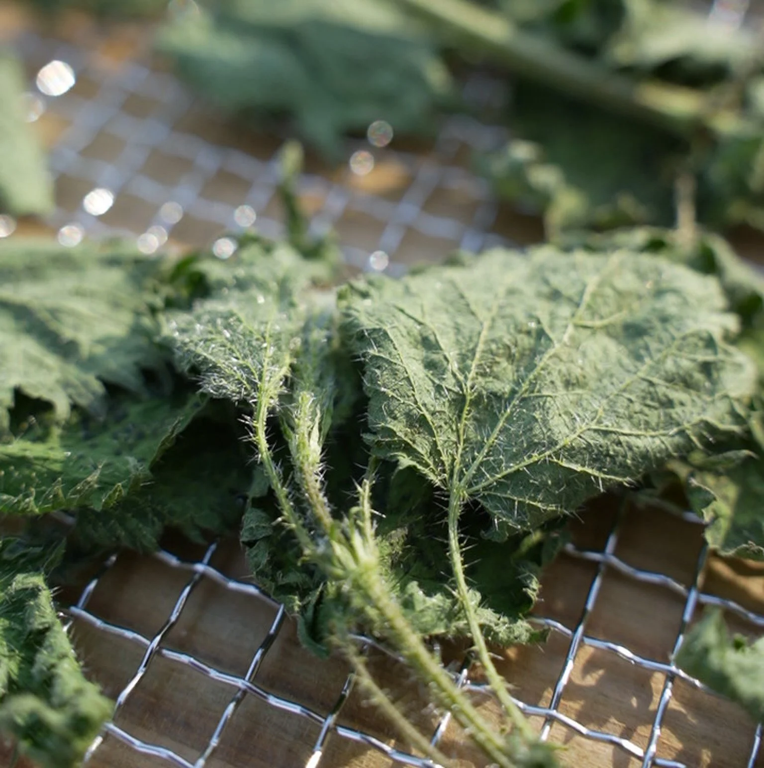 Creamy Nettle Sauce