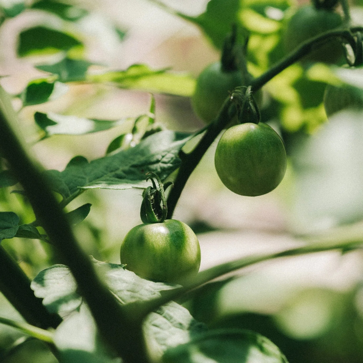 Fermented Tomato Leaf Spray
