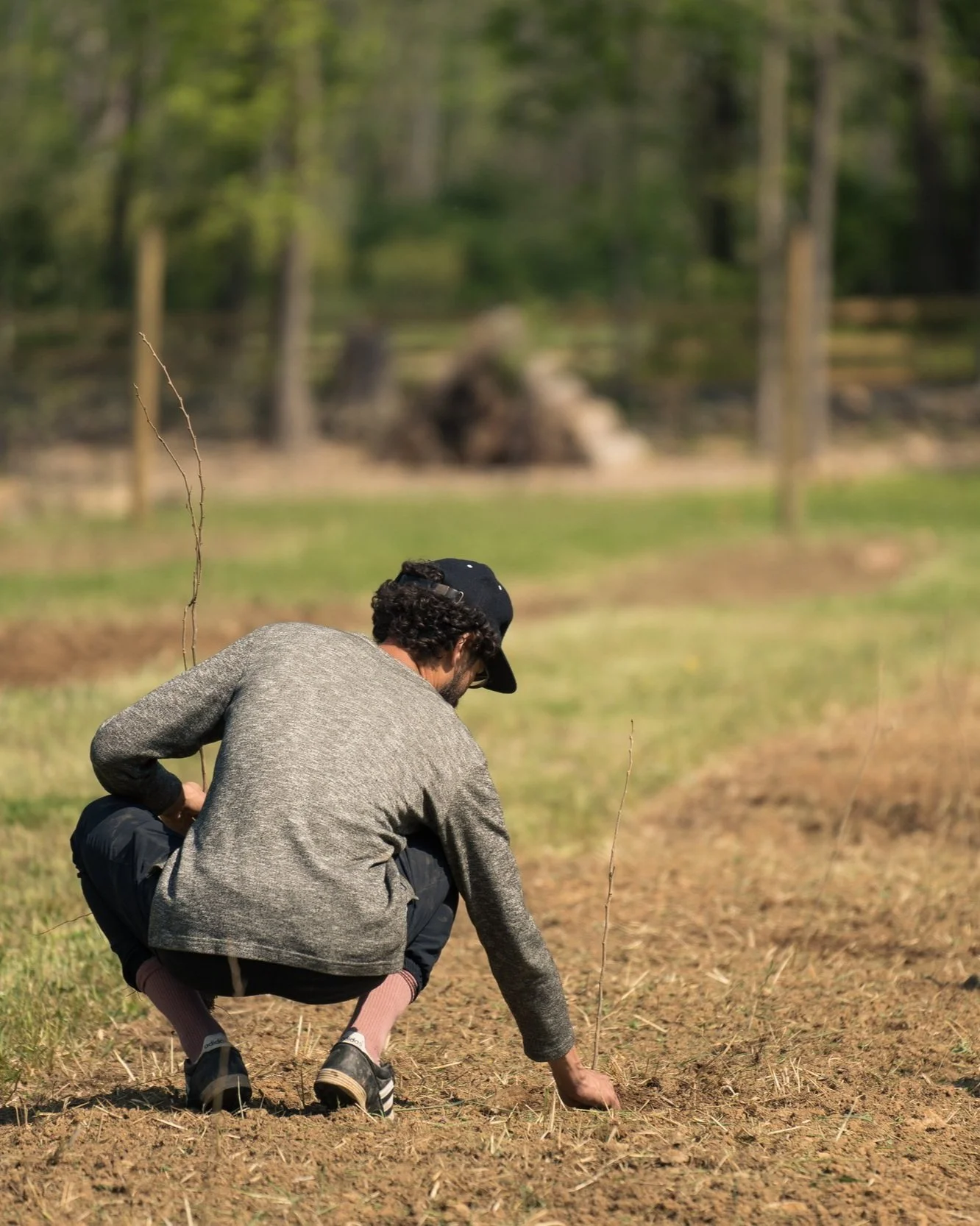 A person crouching in a field planting a small tree sapling in the dirt.