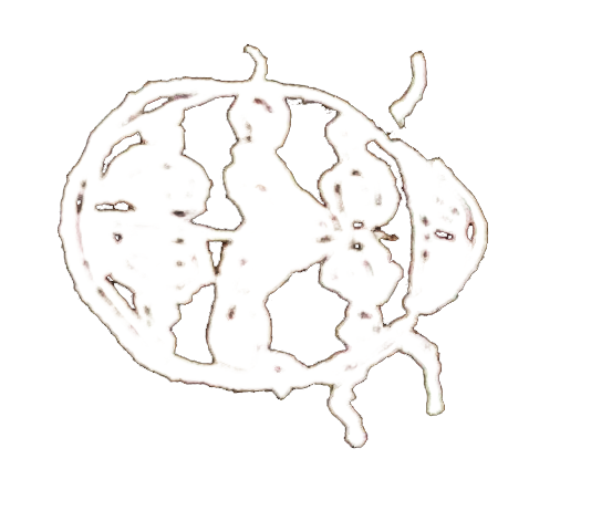 White lizard silhouette on black background