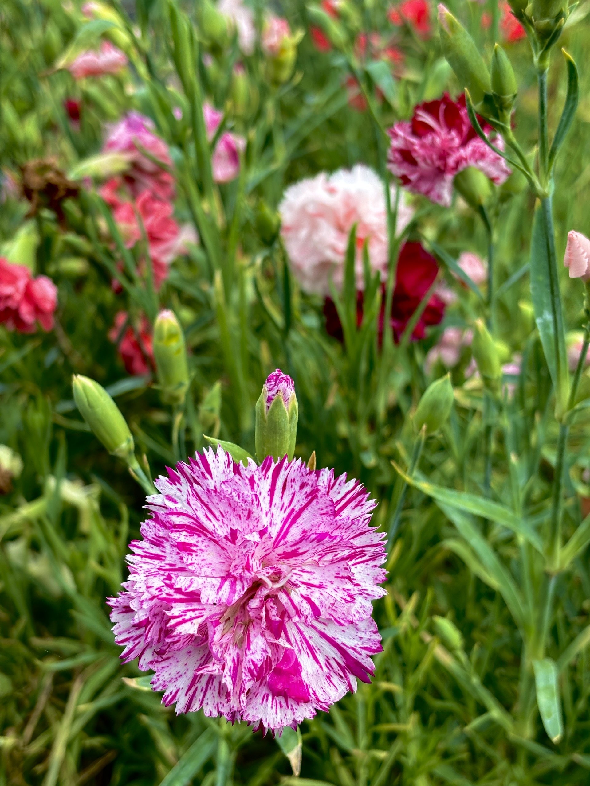 Carnation-Picotee-Mix-Dianthus-caryophyllus-1.jpeg