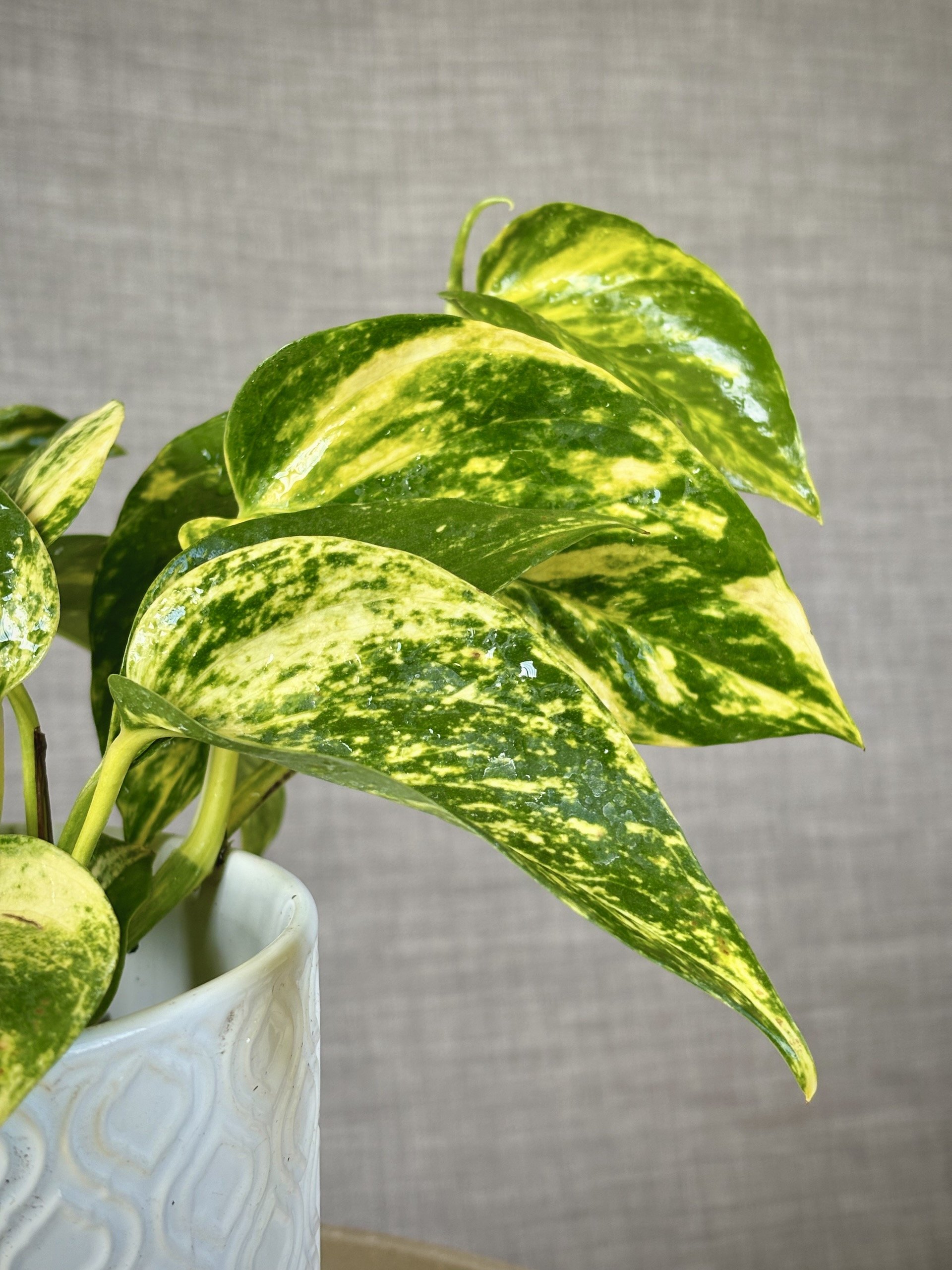 Golden-Pothos-epipremnum-Aureum-2.jpeg