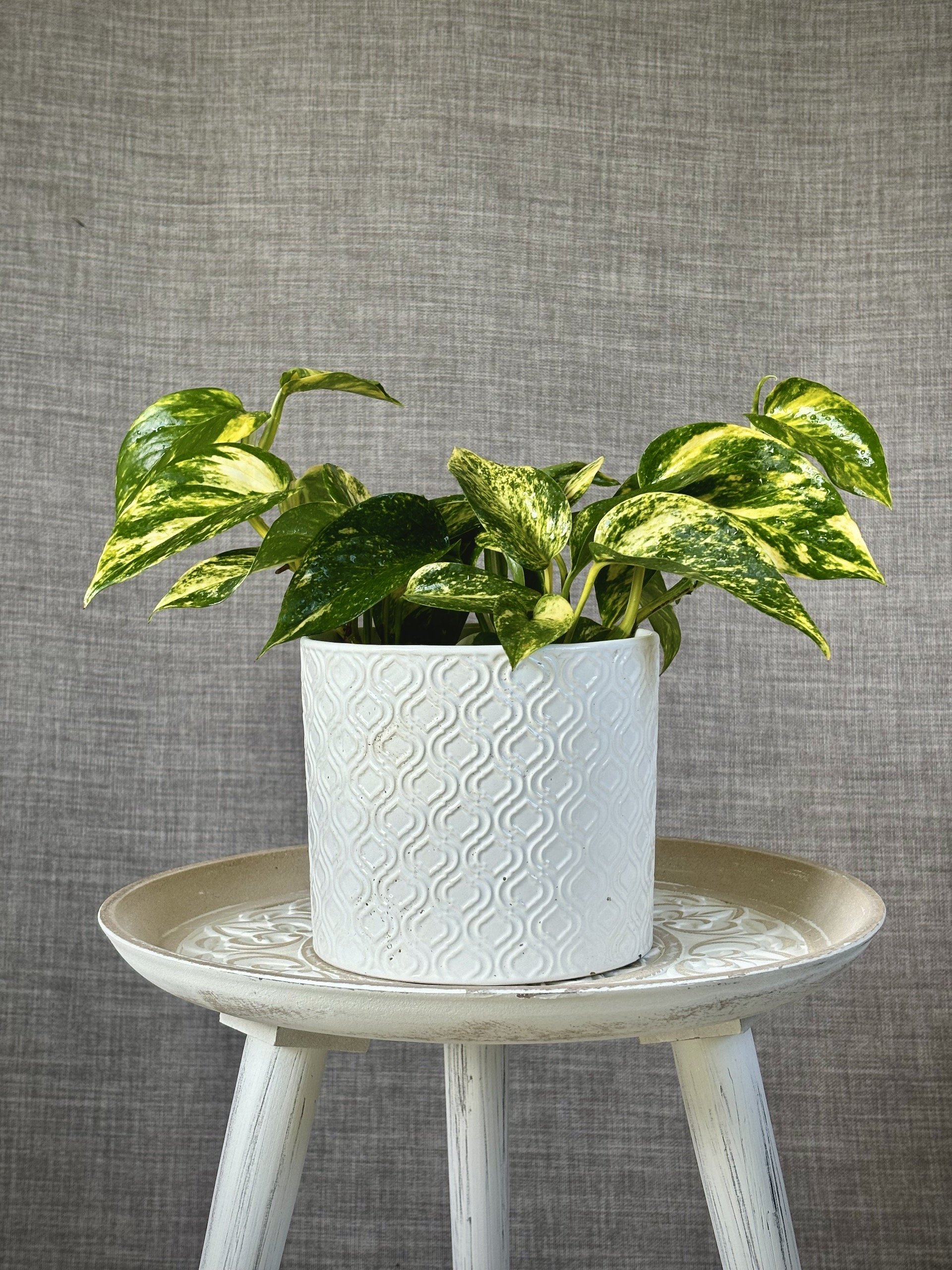 Golden-Pothos-epipremnum-Aureum-3.jpeg