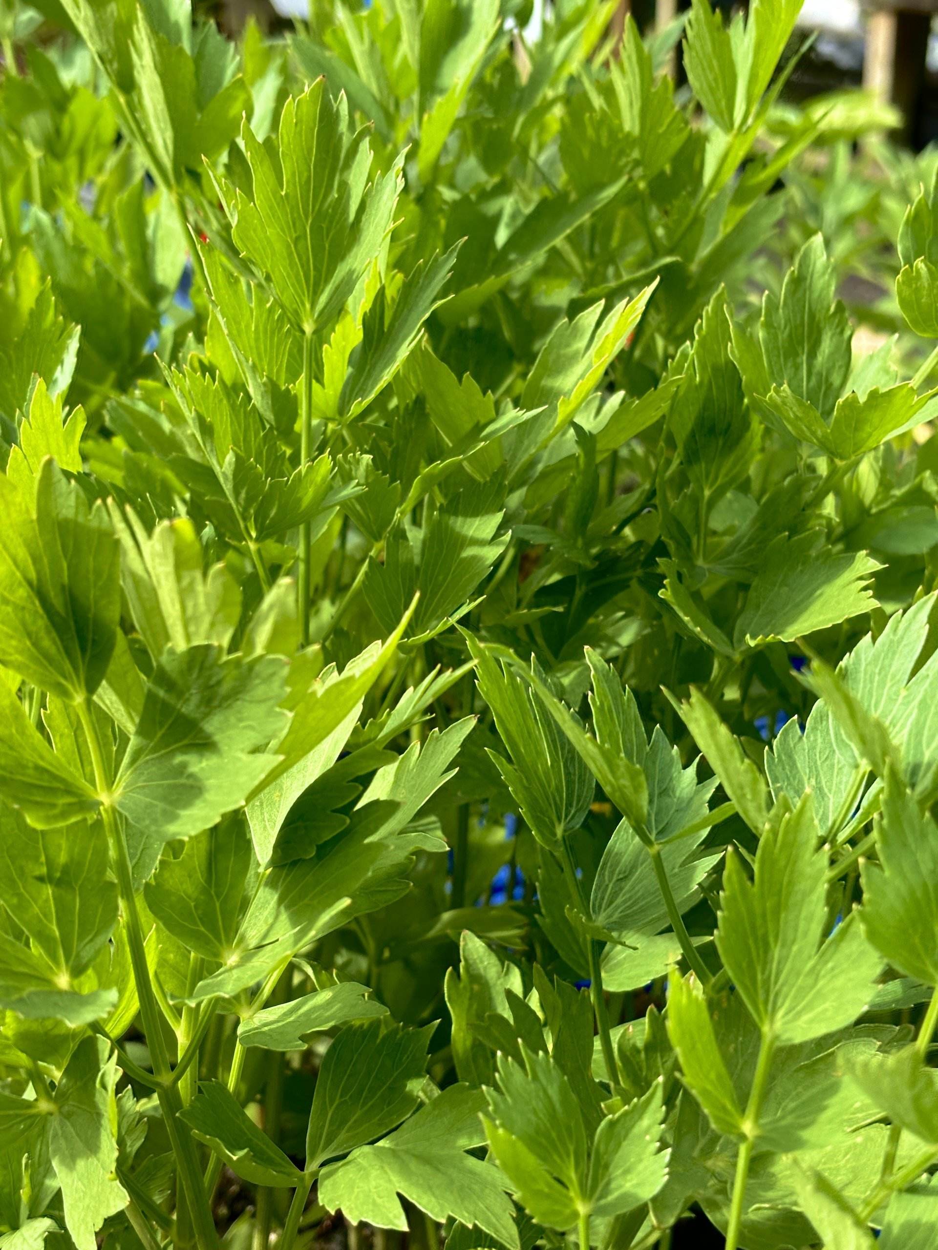 Lovage-Levisticum-officinale-1.jpeg