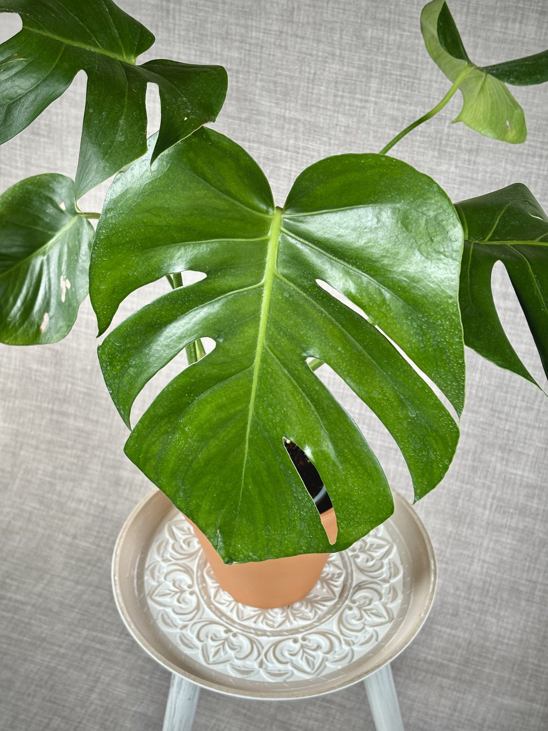 Monstera-deliciosa-2.jpeg