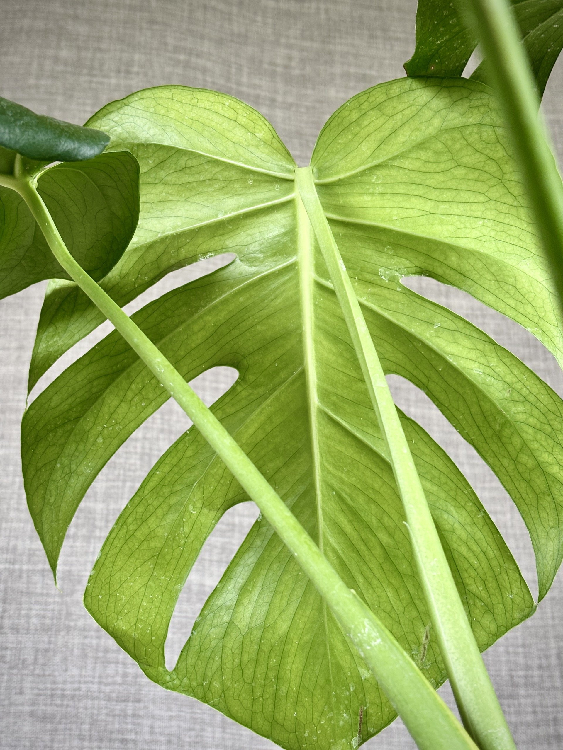 Monstera-deliciosa-1.jpeg