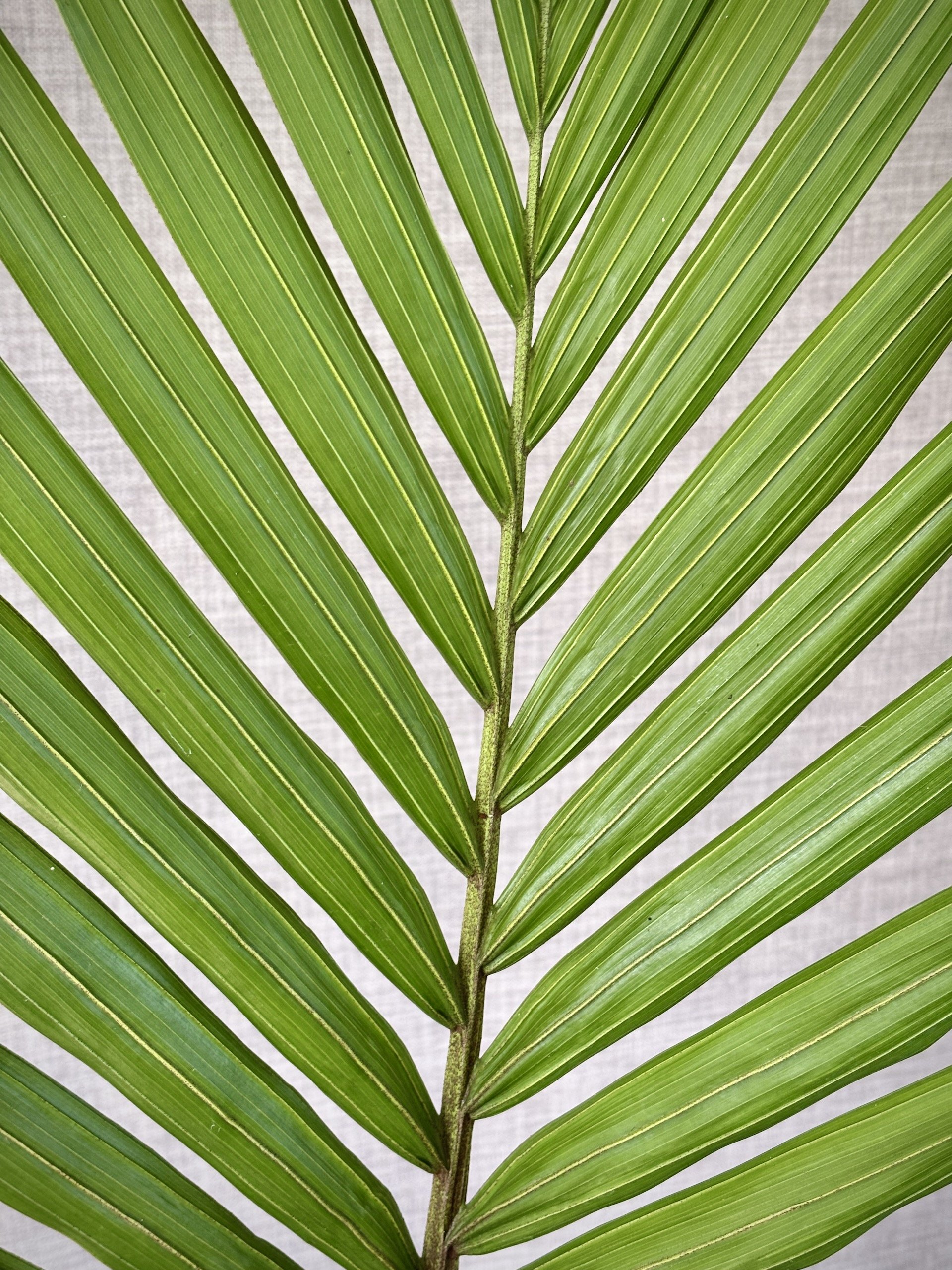 Nikau-Palm-Rhopalostylis-sapida-2.jpeg