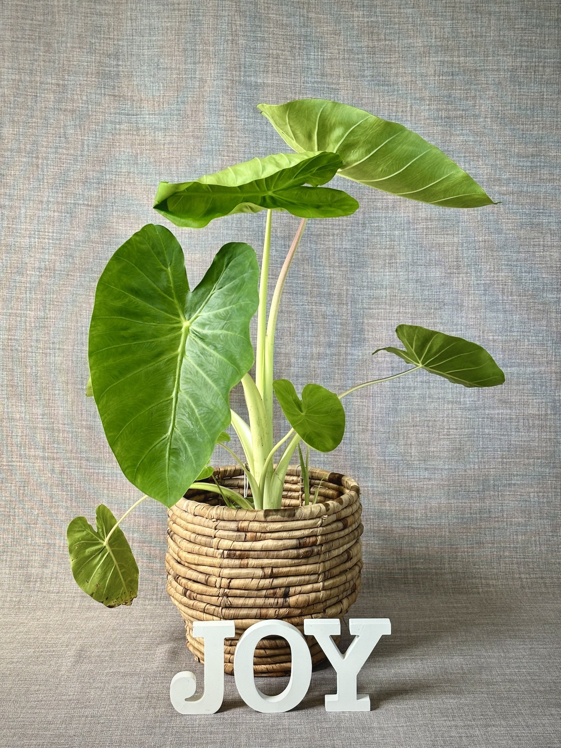 Taro-Plant-Muai-Gold-Colocasia-esculenta-1.jpeg