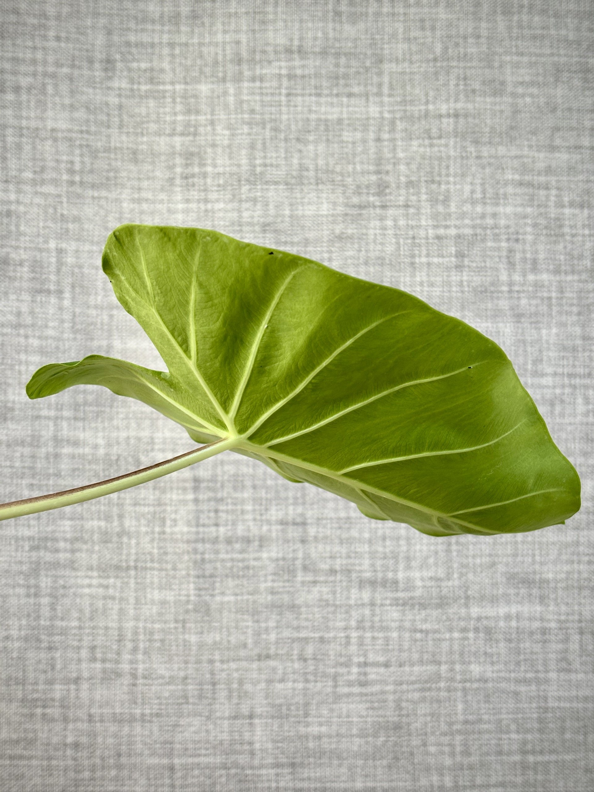Taro-Plant-Muai-Gold-Colocasia-esculenta-3.jpeg
