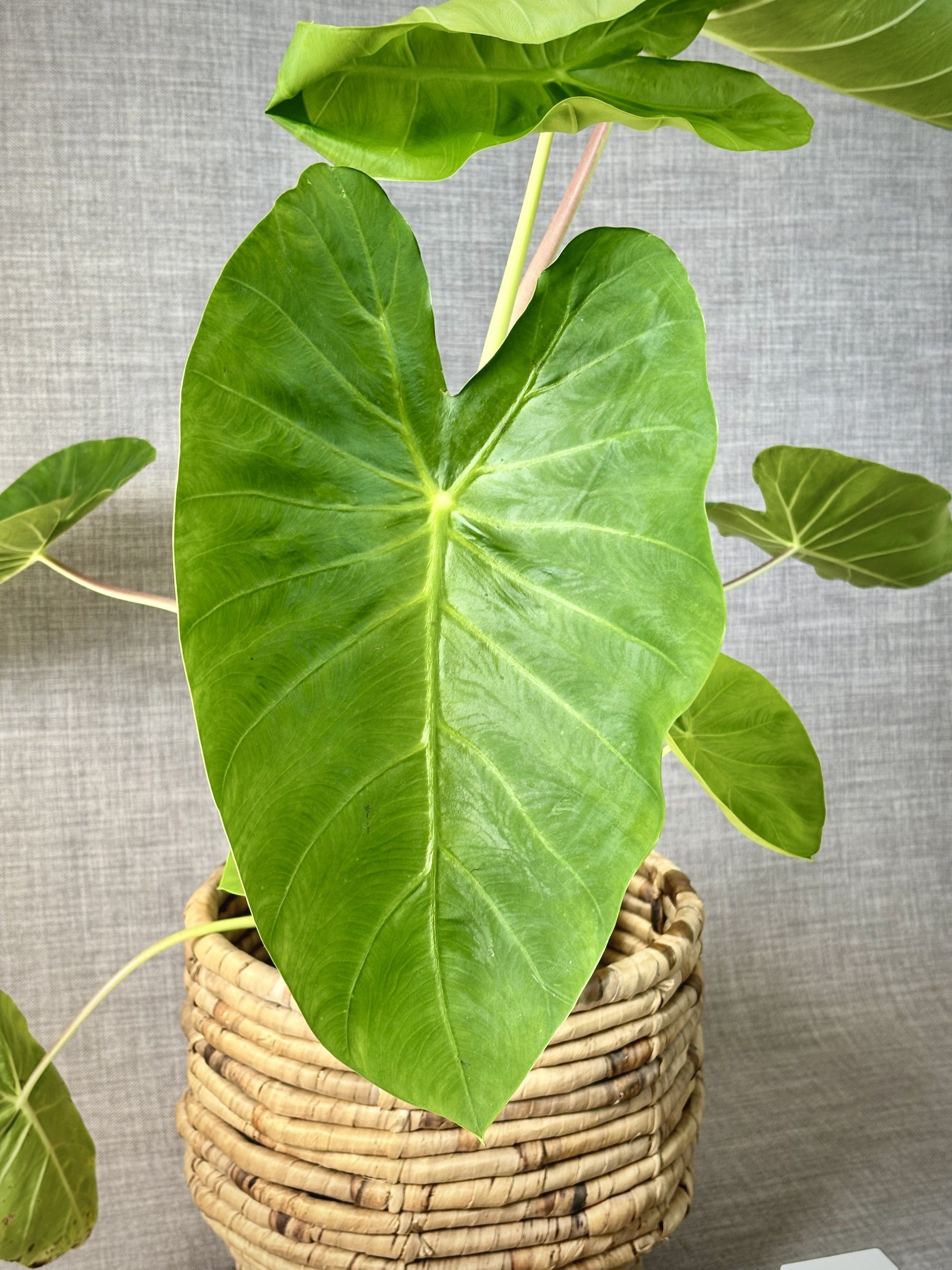 Taro-Plant-Muai-Gold-Colocasia-esculenta-2.jpeg