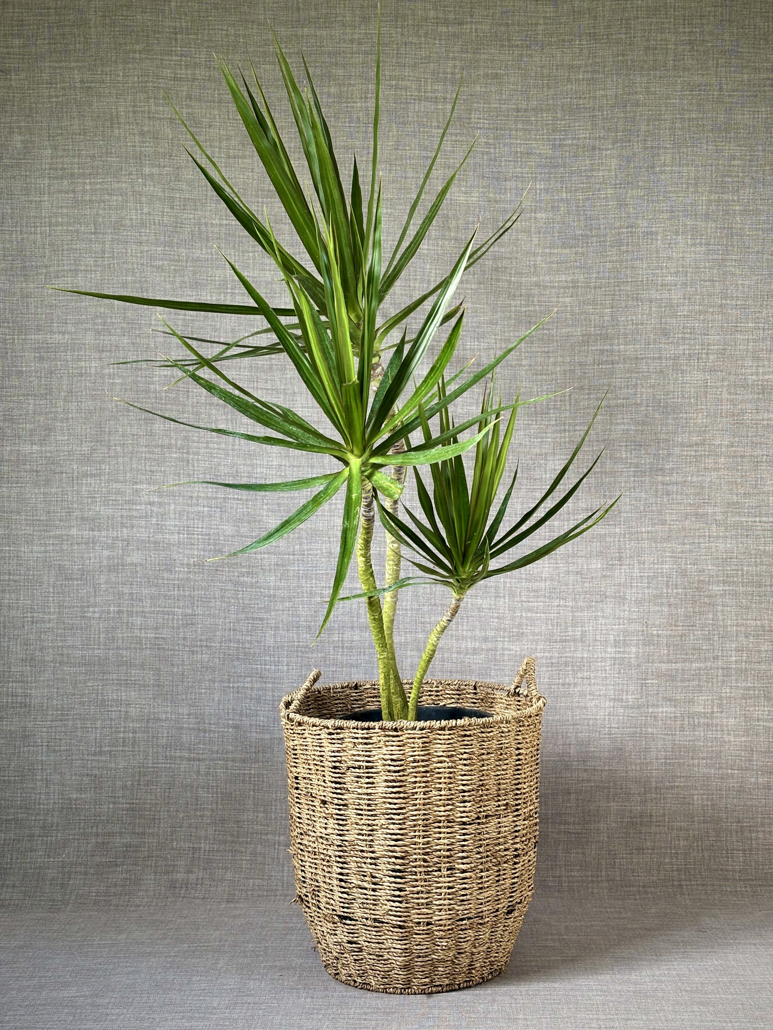 Dragon-Tree-Dracena-Marginata-1.jpeg
