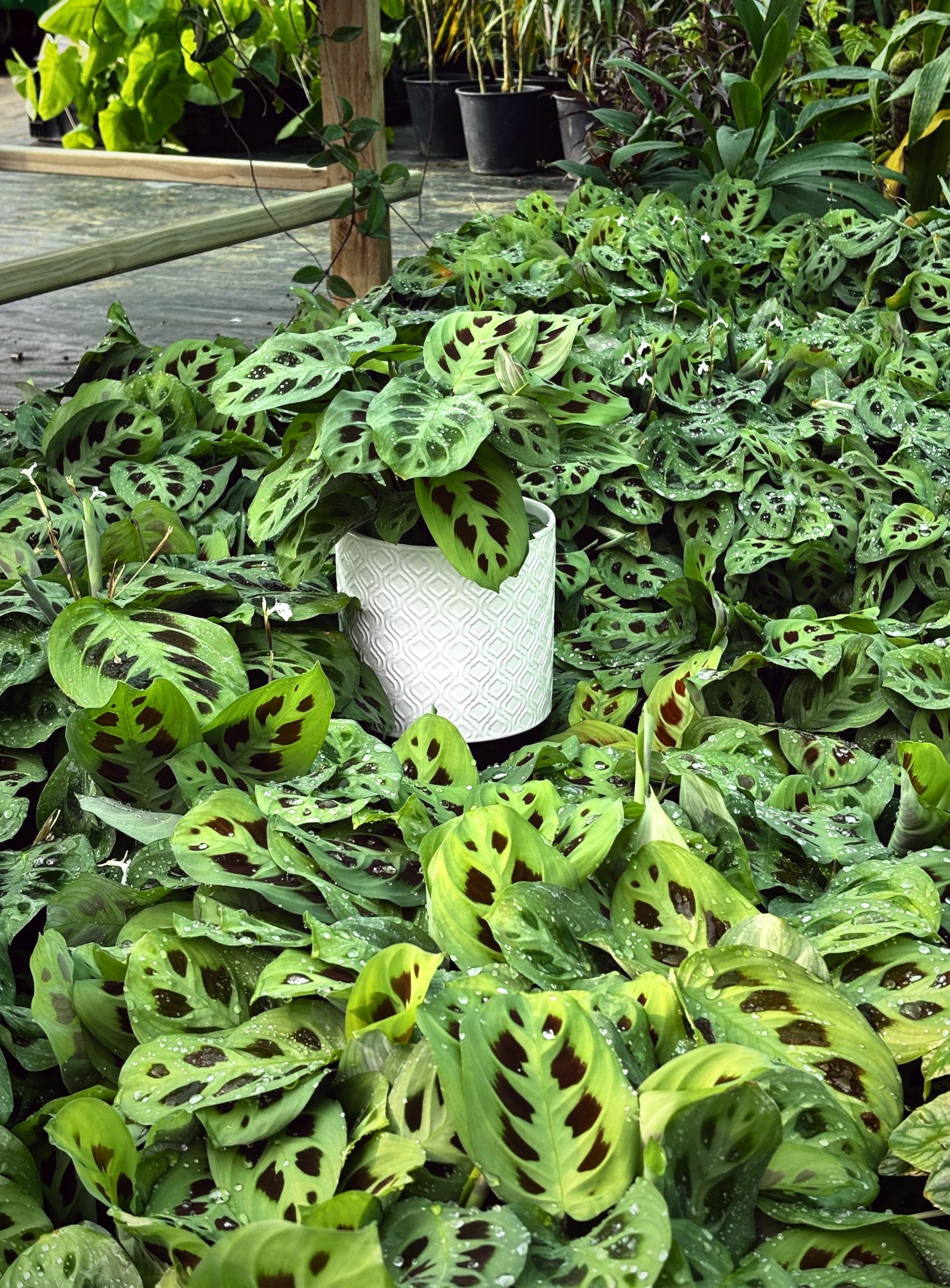 Rabbit's Foot Prayer Plant | Maranta leuconeura