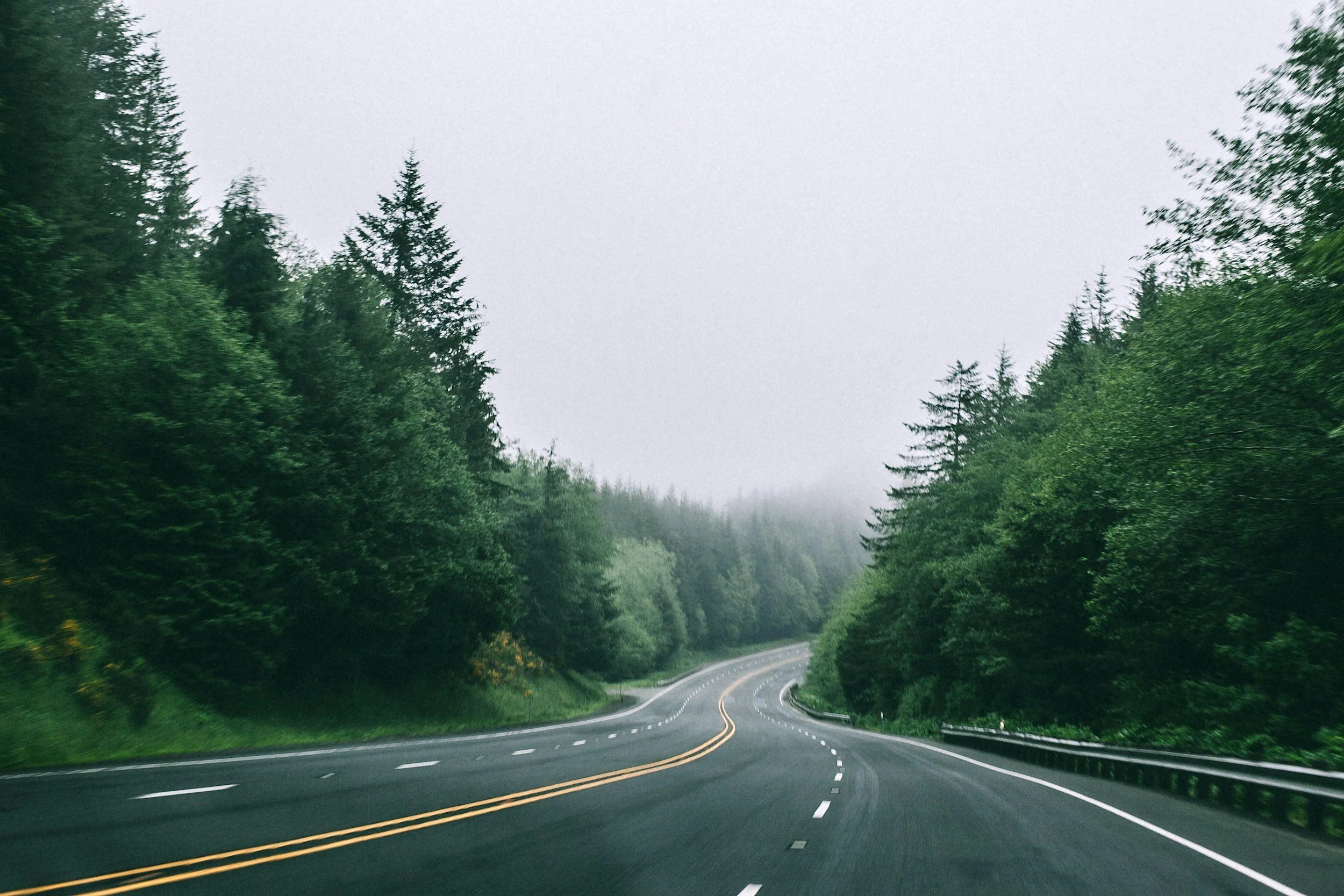 Winding road through a dense forest on a foggy day.