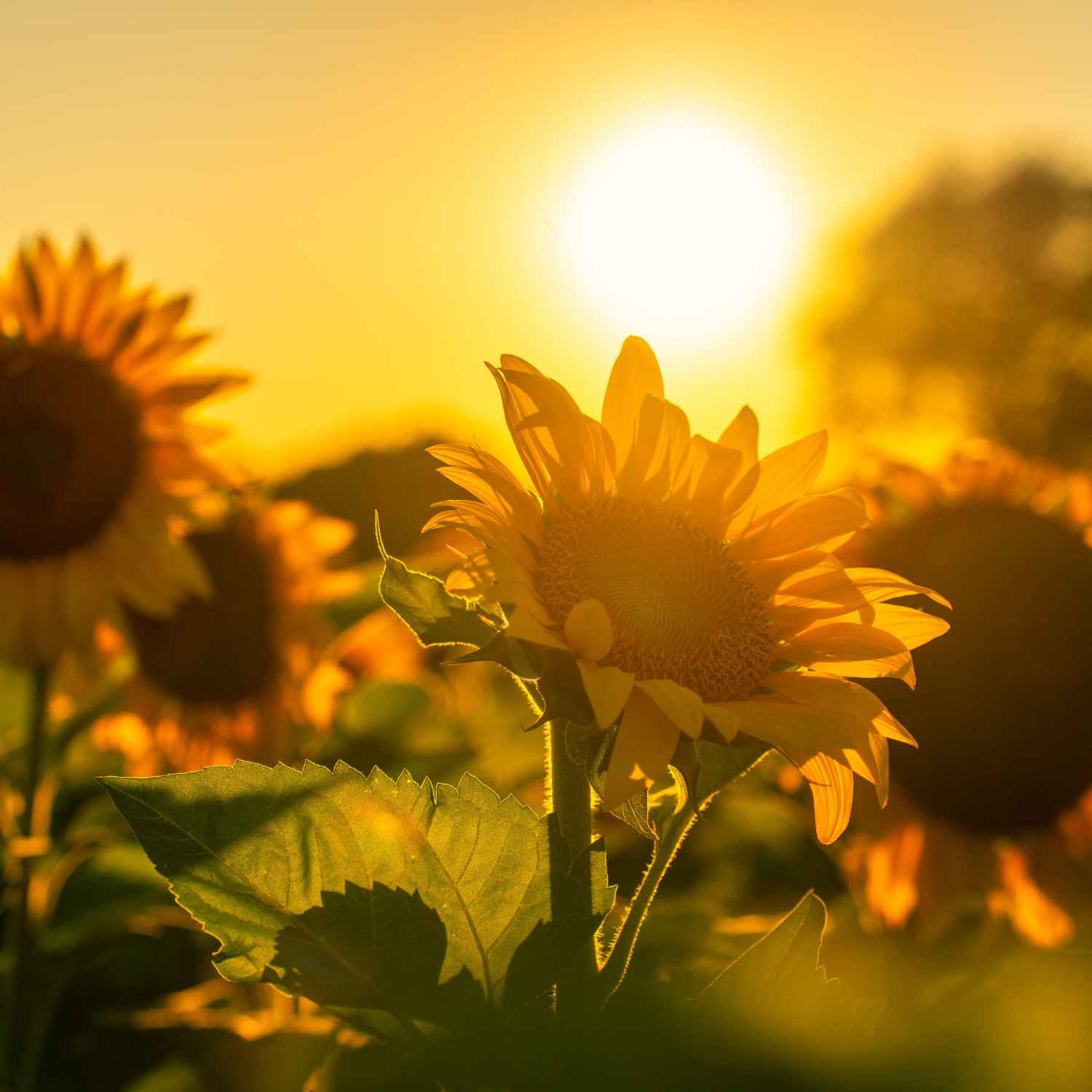 ☀ Top 5 Summer DIY Projects For Your Home In Owensboro, KY! 😎