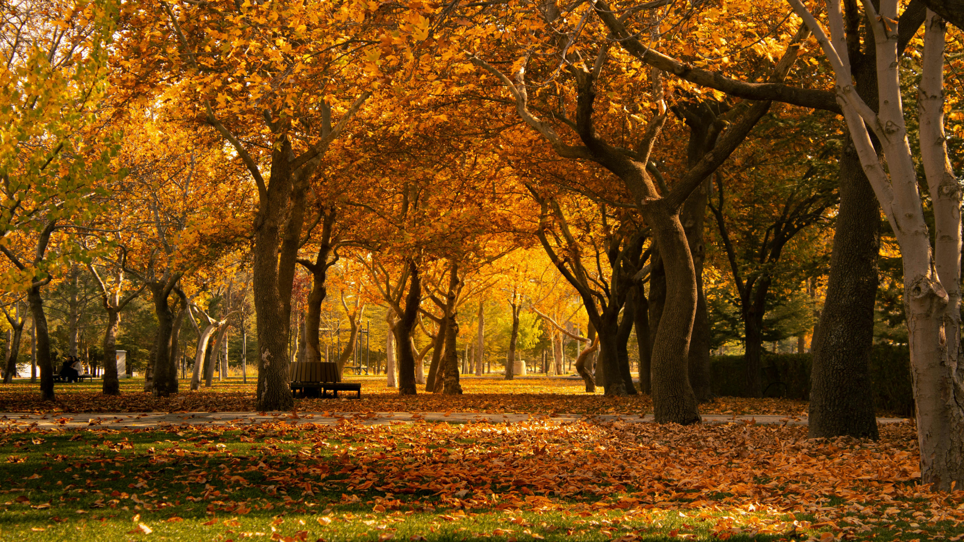 🍂The Best Fall Time Jobs For Your Owensboro Home/Property In 2026!🍂