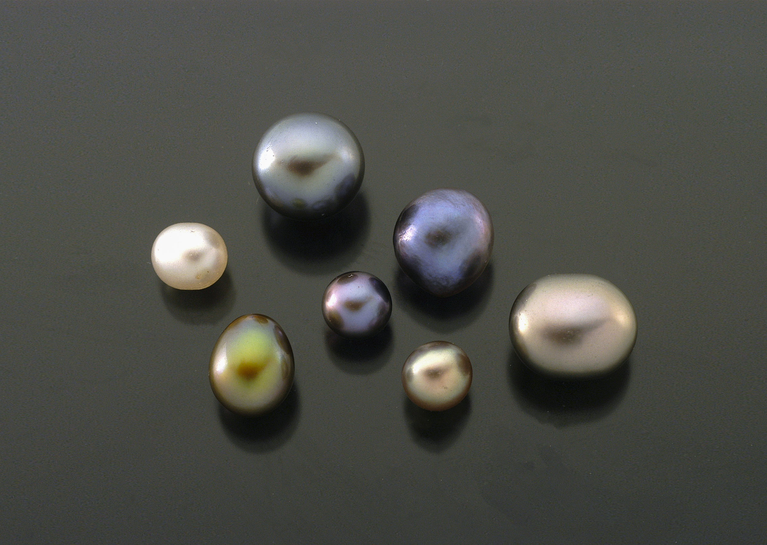 Multi-color oyster.png