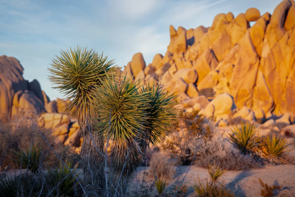 Joshua Tree NP_121623-4190-Edit.jpg