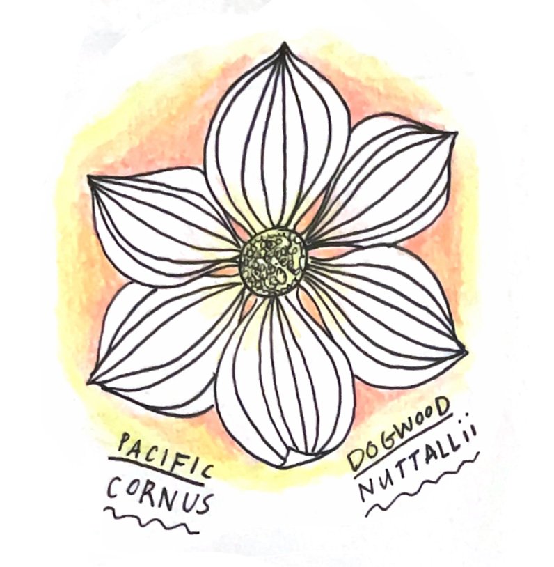 the spirit of dogwood
