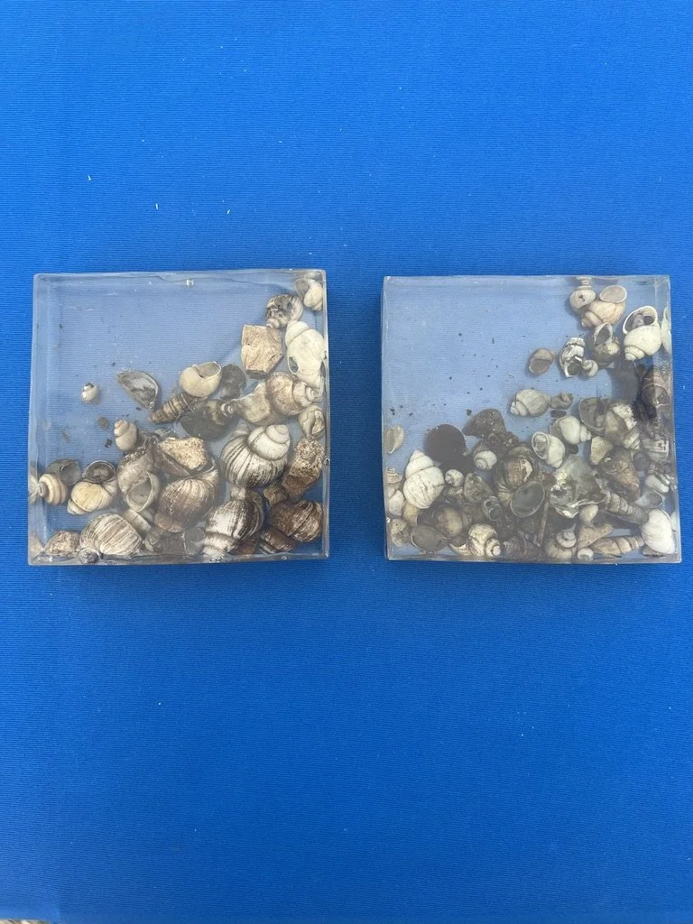 26-008 Seashell Coasters