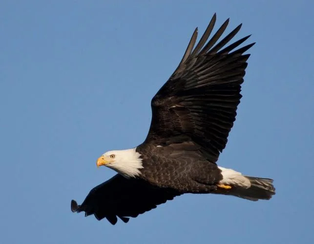 bald  eagle.png