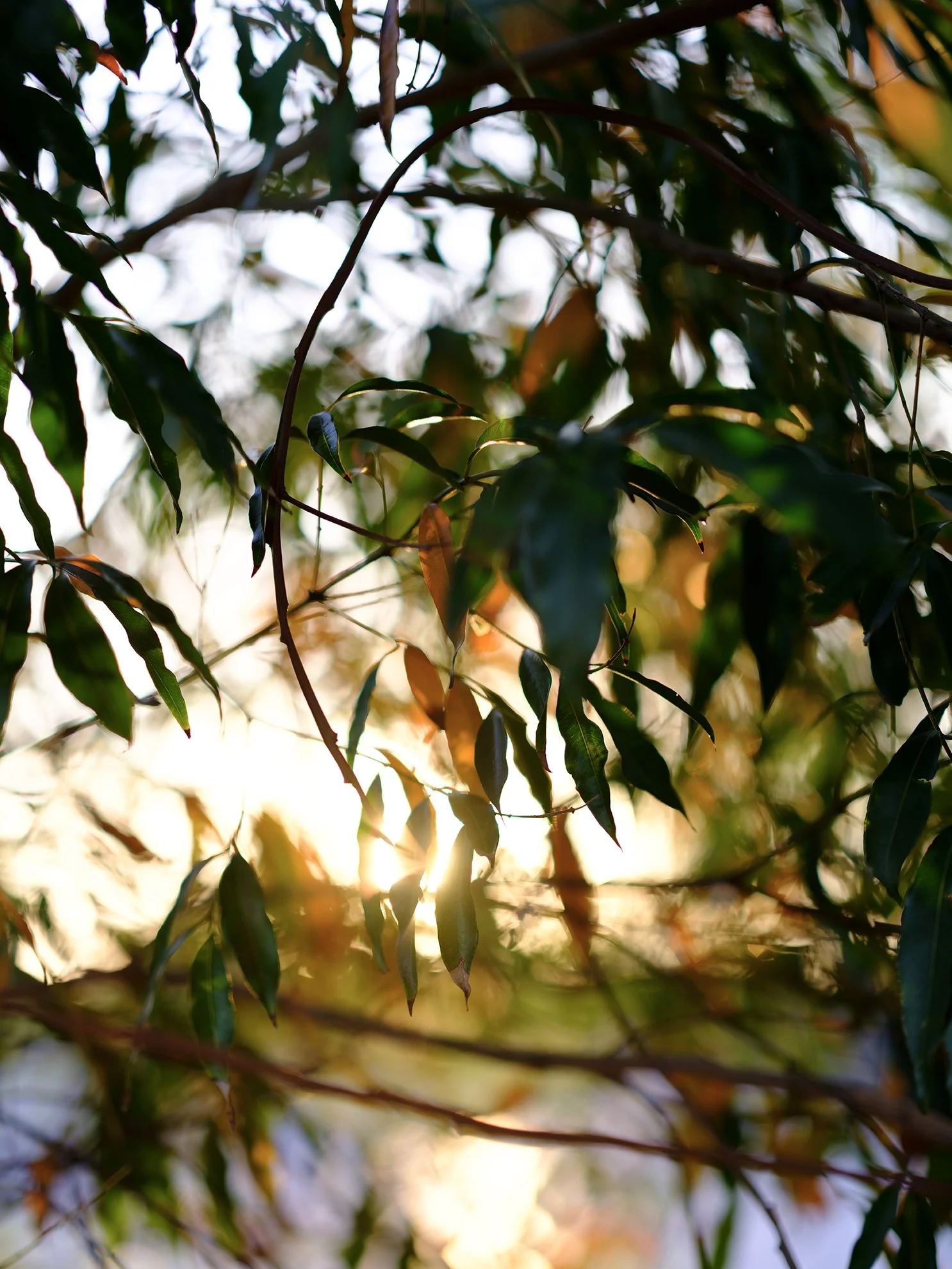 Summer Gum leaves_DSCF7189 col LR.jpg