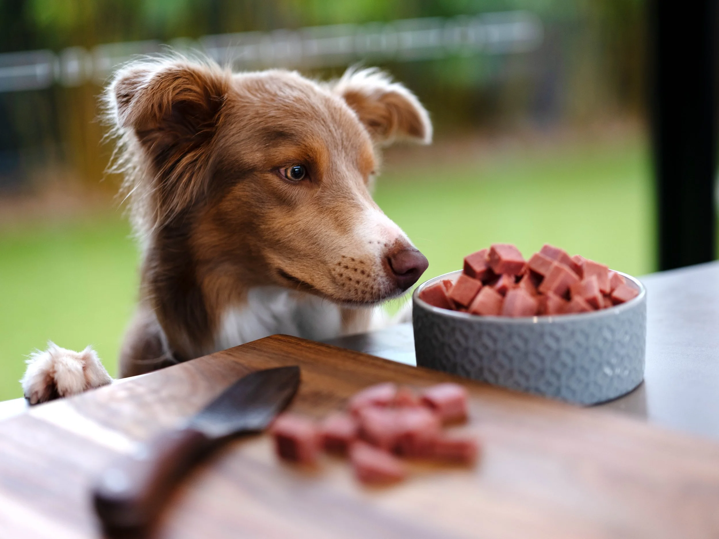 A brown and white dog looking at a bowl of diced ham on a table outdoors.