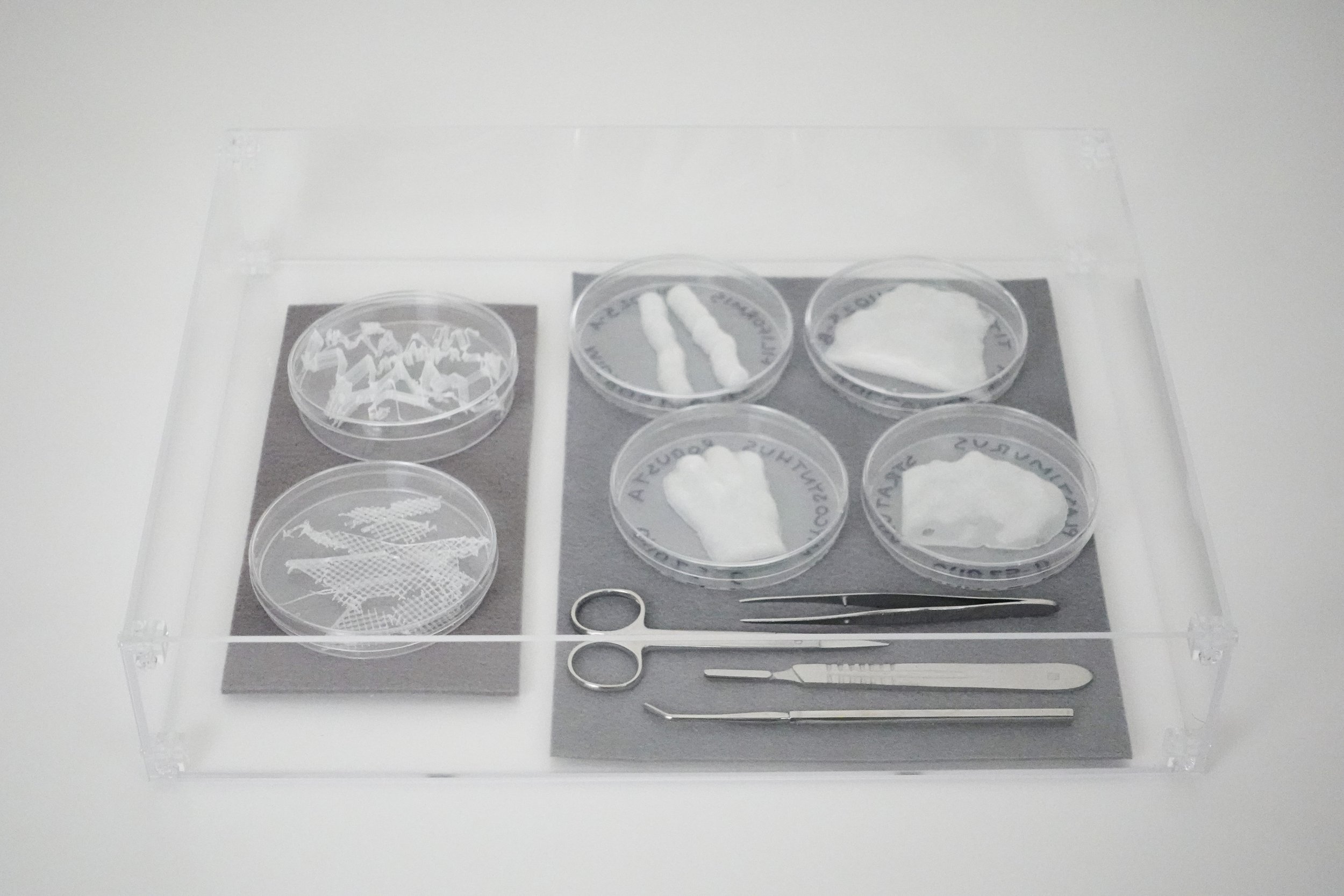 Flora Study with the Remains of Two Extinct Species, 2025. 3D printed polylactic acid, petri dishes, stainless steel tools, felt, acrylic, 11 x 14 x 2.5 in.