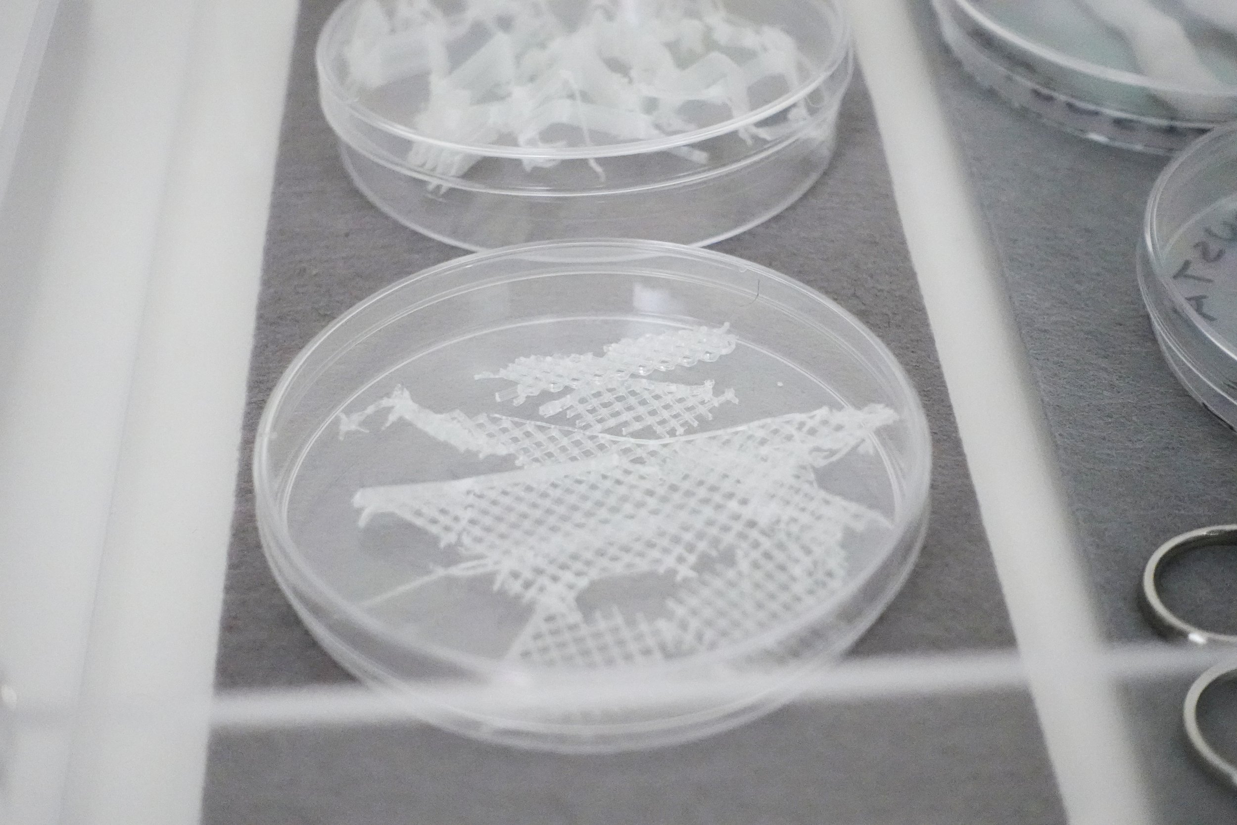 Flora Study with the Remains of Two Extinct Species, 2025. 3D printed polylactic acid, petri dishes, stainless steel tools, felt, acrylic, 11 x 14 x 2.5 in.