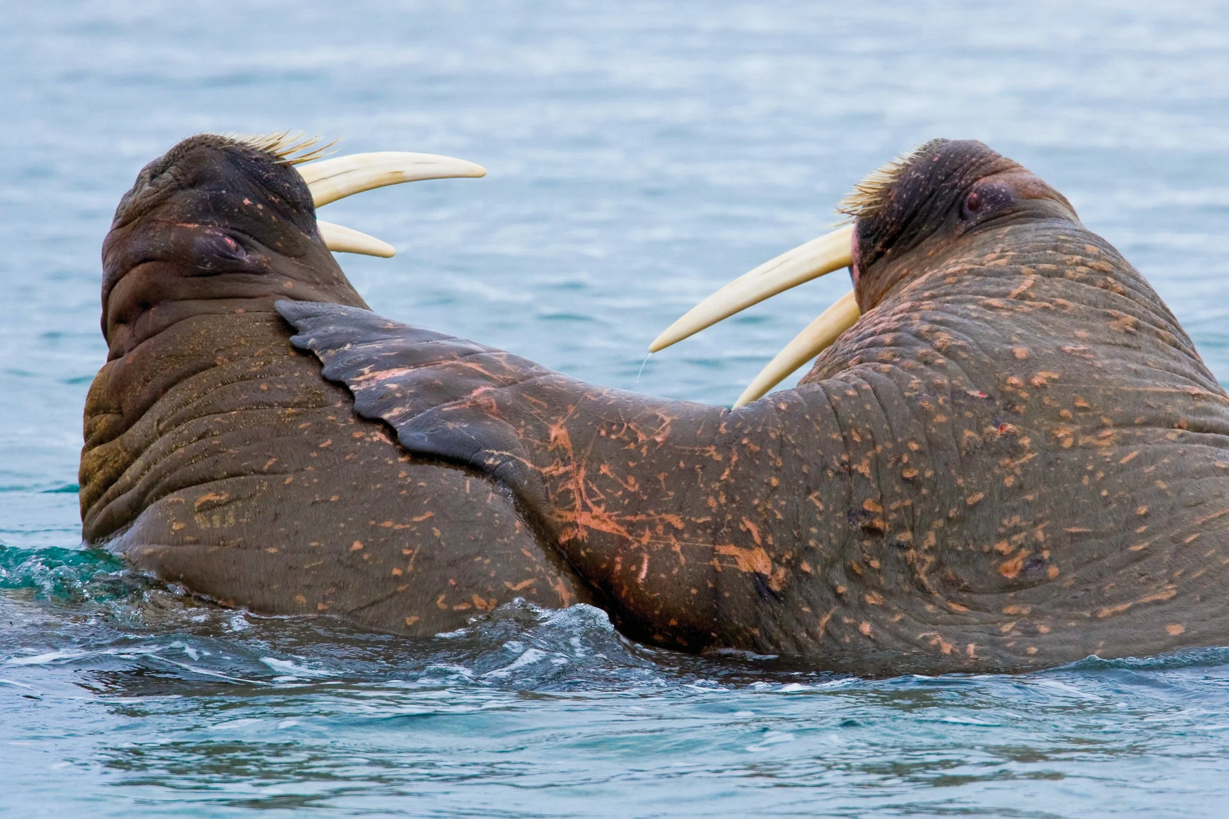 Walrus with flipper on shoulder.jpg