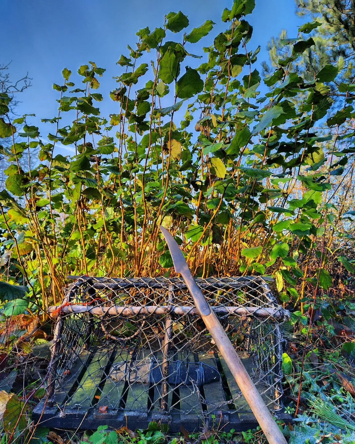 Hey folks, here's a link to the film &quot;Copse to Creel&quot; I've recently made with the Native Woodlands Discussion Group: https://youtu.be/IUPQ9uMuwsA?si=z49a-yl8Y0RBeX4p (link in bio!)
The film tells the story about Ravensheugh Copse and its hi