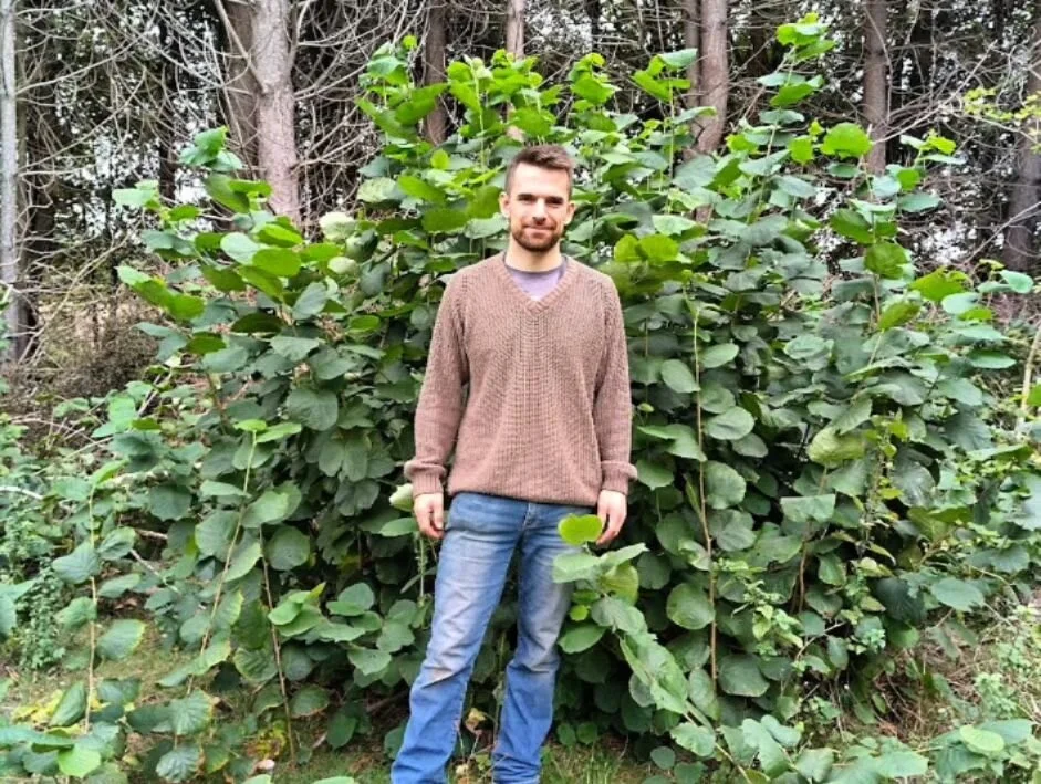 Here's an update on the progress of the regrowth from the first area cut in the winter of 2022/2023 (Hamish for scale!). The hazel has shot right back up and the gaps have started to fill in with all the layering that was done. It has been immensely 