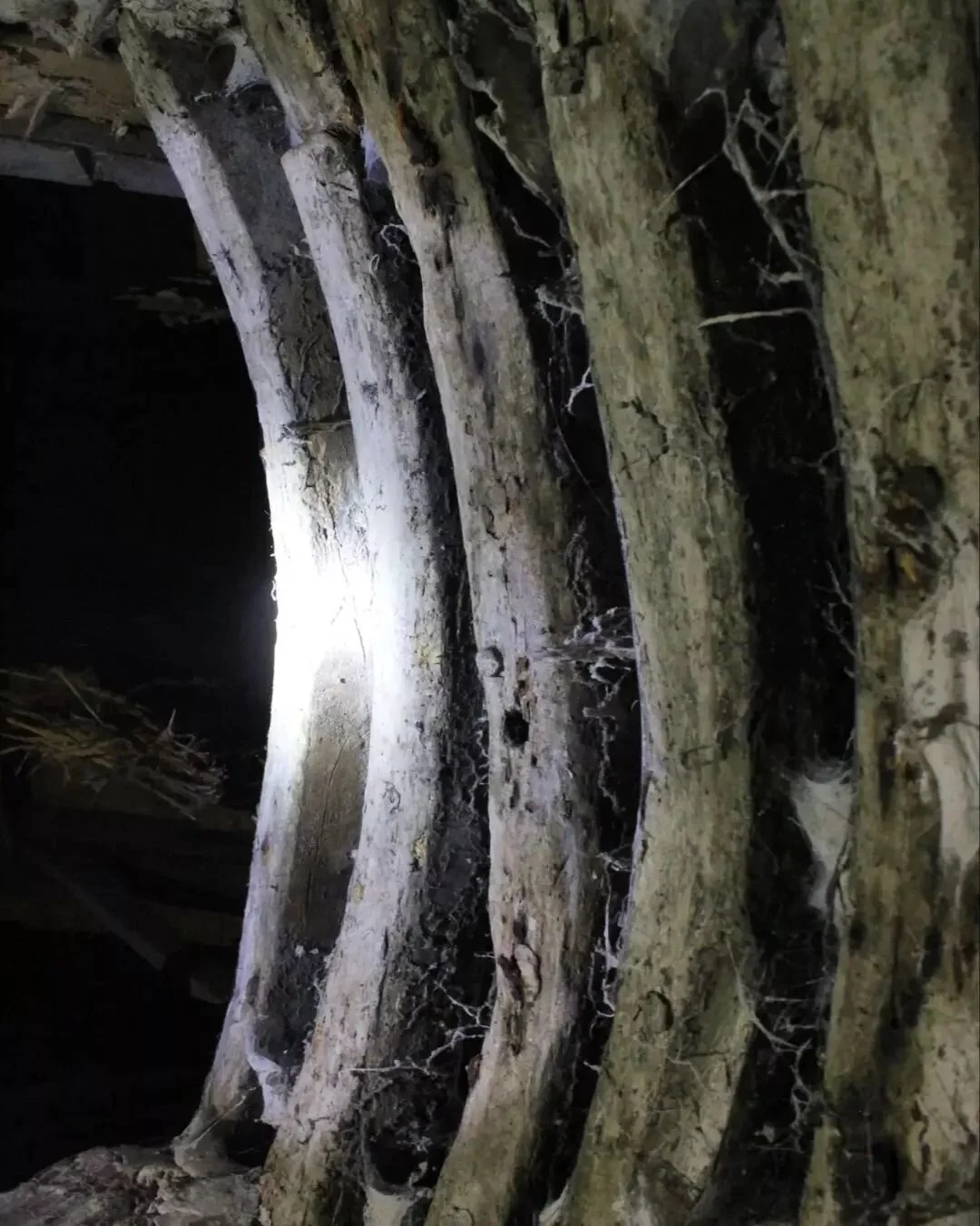 I am running a workshop with Dr Coralie Mills, @dendrochronicle: 'Intro to dendrochronology and timbers in historic buildings in Dunbar' hosted by @theridgedunbar.

The date has been re-arranged for Monday 18th Sept. A mixture of demos, talks and sit