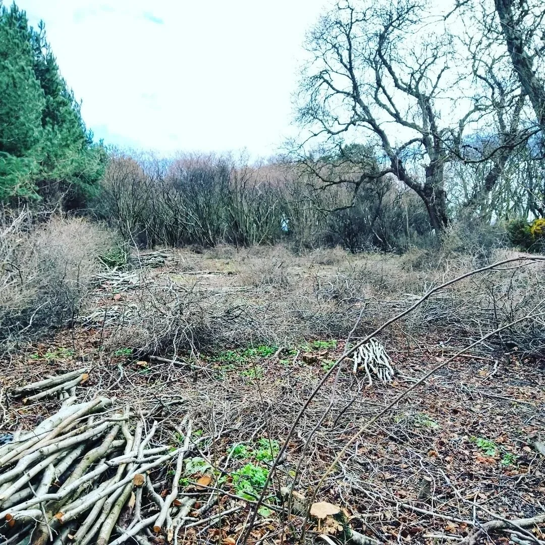 Now I've had a wee moment to rest, happy to update you all that I've successfully completed all the work I'd set out do for my first full season of coppicing at Ravensheugh Copse. I've coppiced about third of an acre with a plan to cut the remaining 