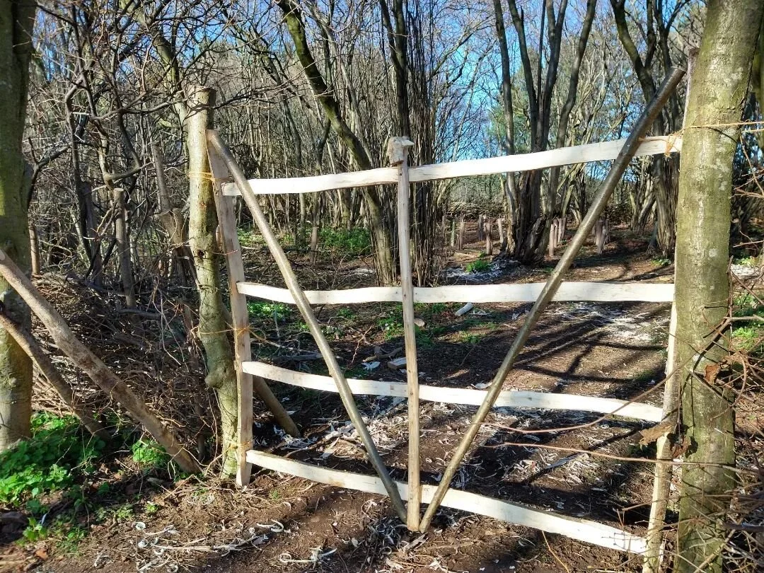 A hazel hurdle gate made for Ravensheugh copse with a wonderful team of volunteers this past Sunday. Just wrapping up this season's work. 
Many thanks and well done to all involved! 
@gathermarketgarden thank you for the photos!
#coppicing #ravensheu
