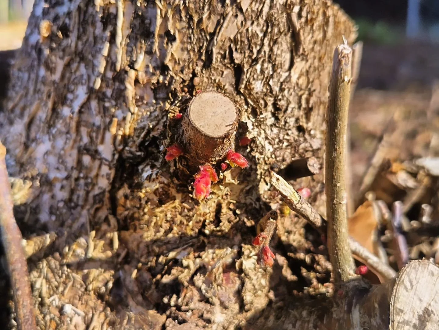 The first year of regrowth following the second season of cutting at Ravensheugh Copse, Tyninghame. It's such a contrast looking back at the older photos to see how all of the coppiced stools and the woodland floor have burst into life. A carpet of m