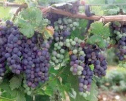 Global Grenache Gala