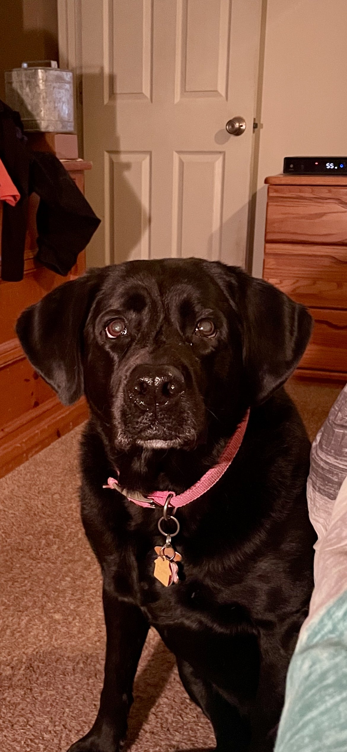 8/4/26 Rosie