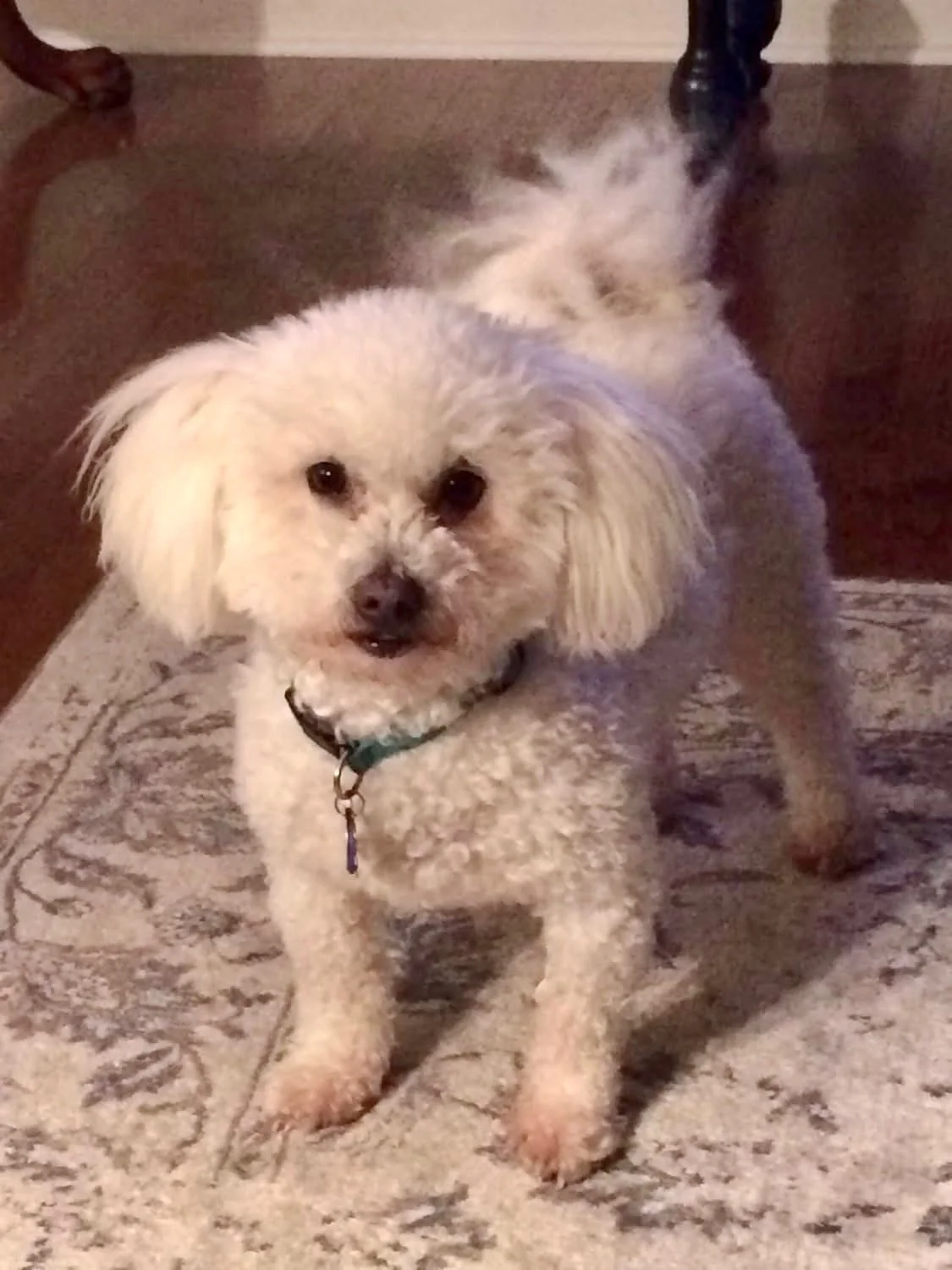 5/21/26 Teddy
