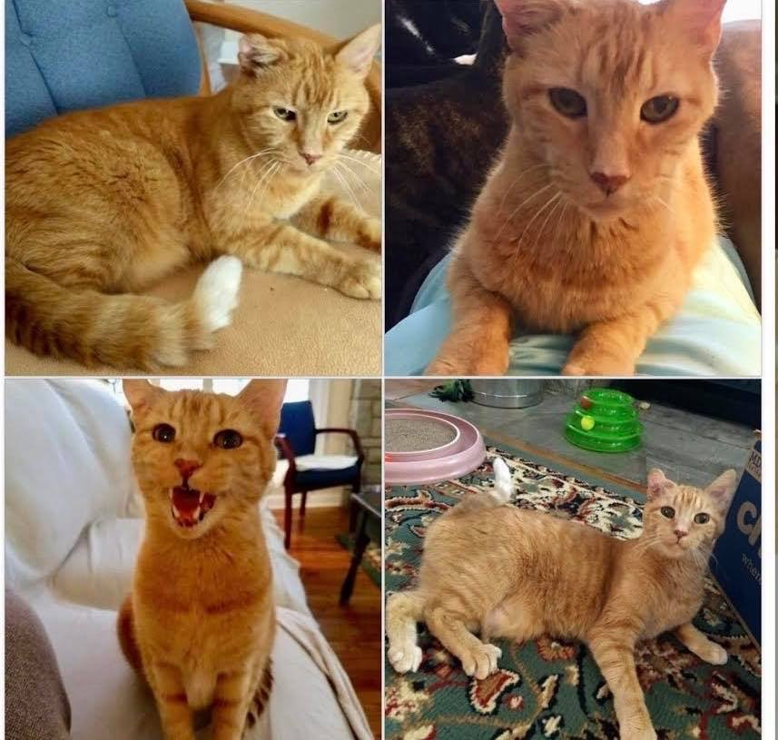 9/10/20 Butterscotch