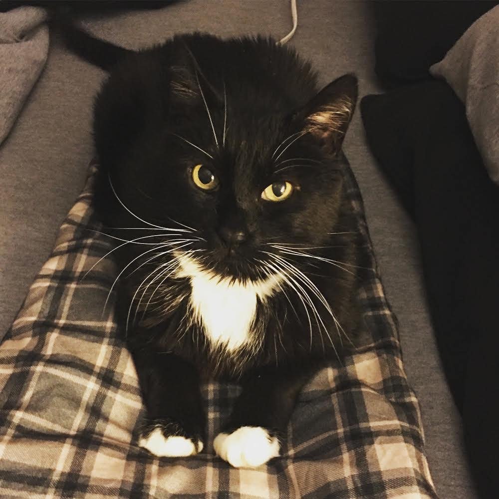 10/8/20 Mittens