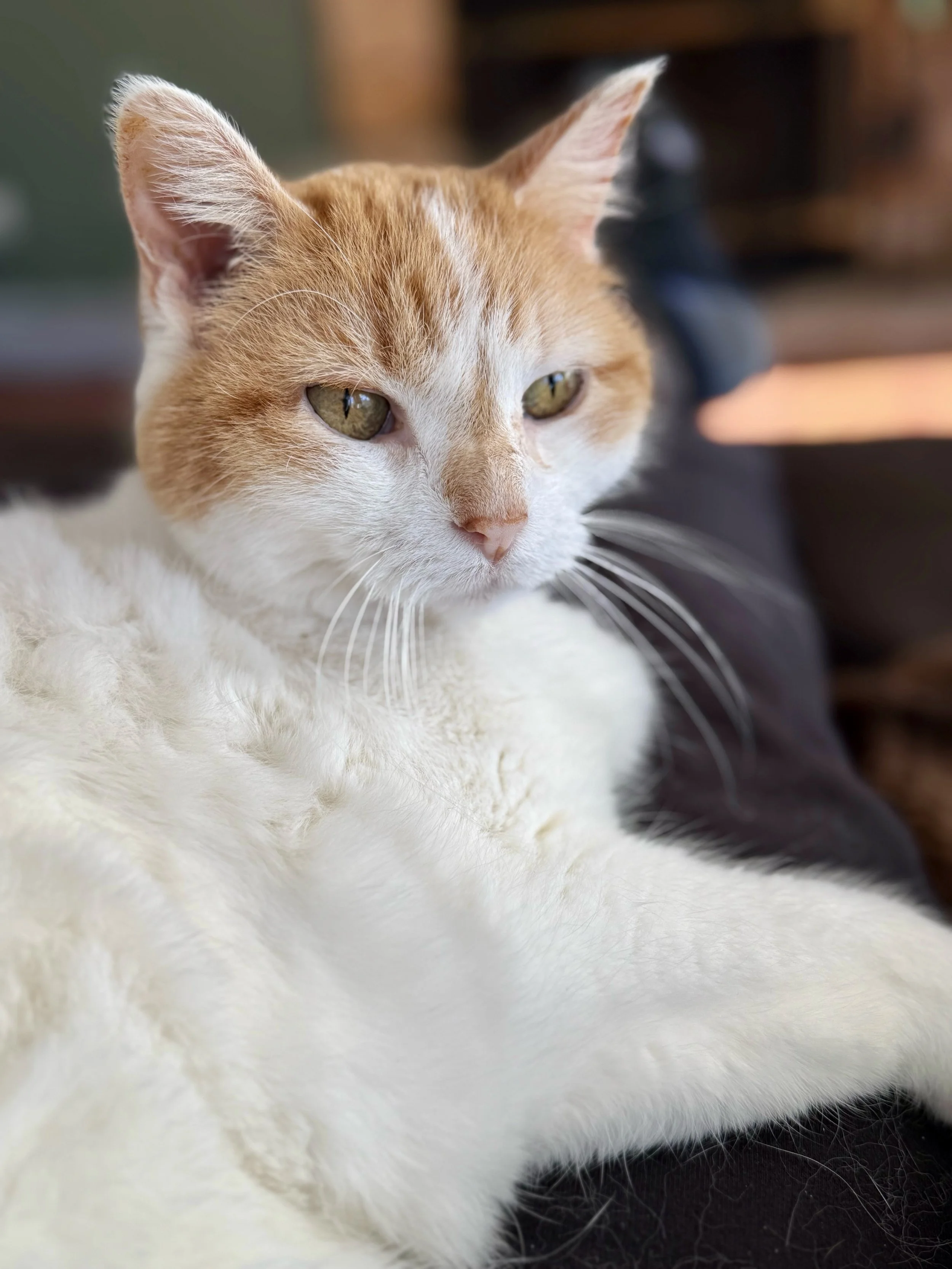 4/28/26 Gracie