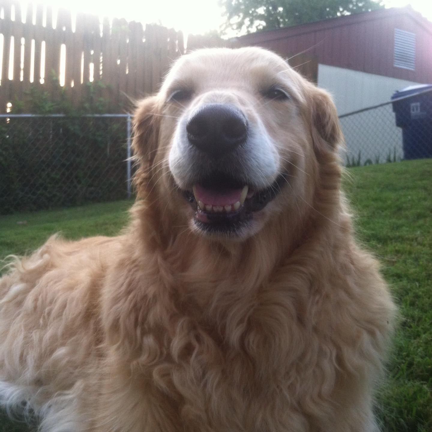 10/16/20 Goldie Girl