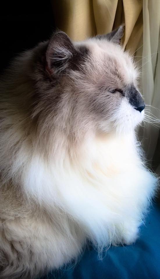 2/20/20 Ollie