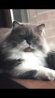 4/28/20 Chewy