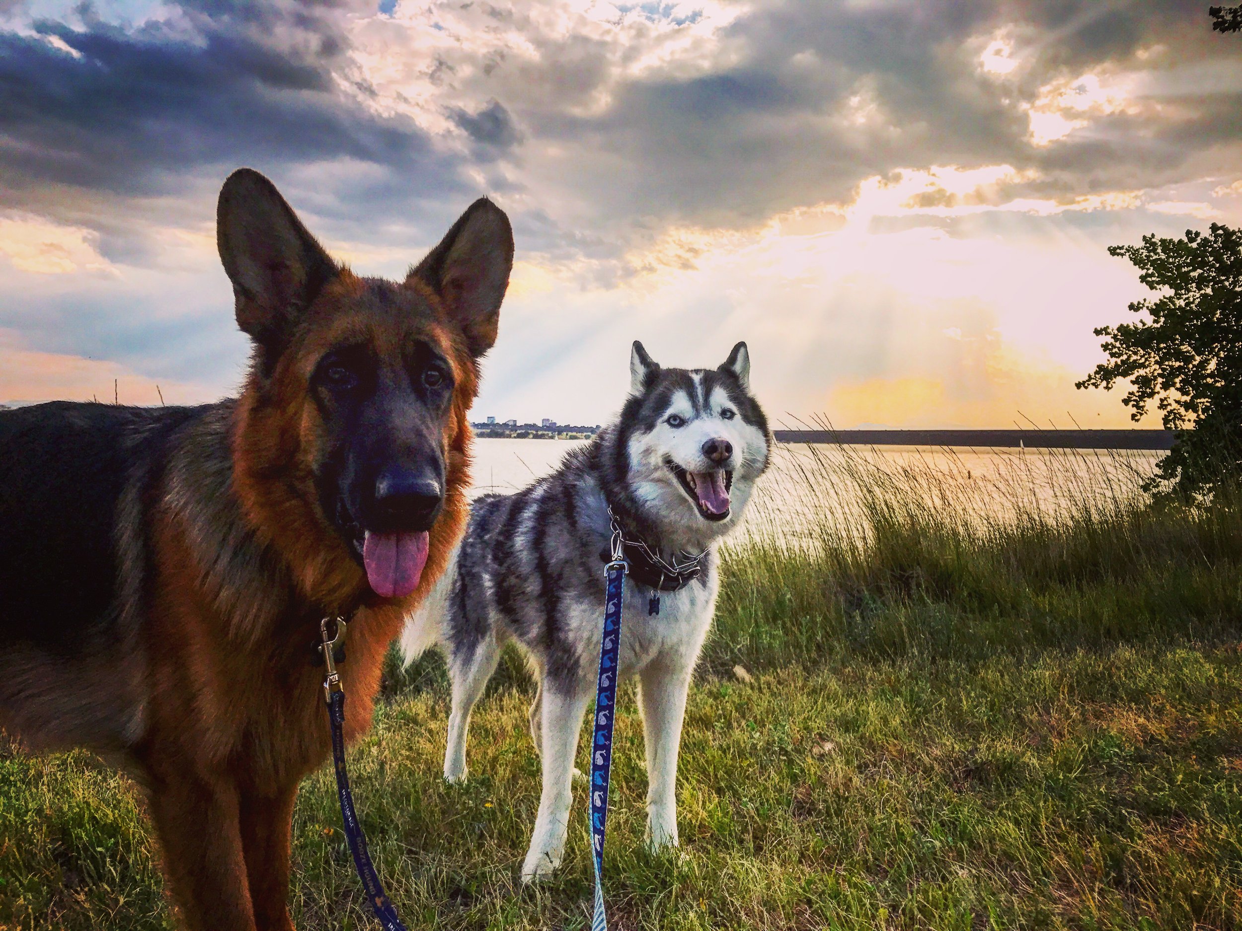 4/17/26 Auggie & Toby
