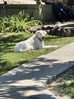 6/29/26 Nala