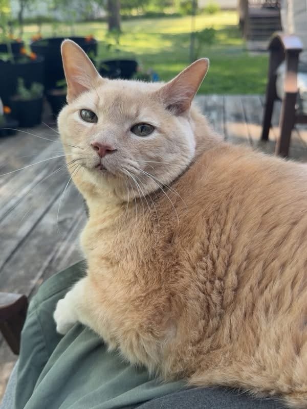 8/13/26 Frito